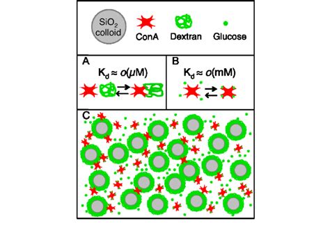  Dextran – Mistrz Wiązania i Podstawowy Składnik Biomateriałów?